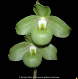 Paphiopedilum jackii