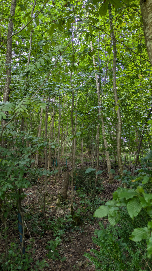Jungwald