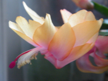 Schlumbergera, Blüte gelb-rosa