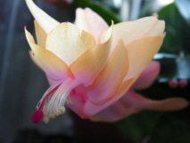 DSCF3467