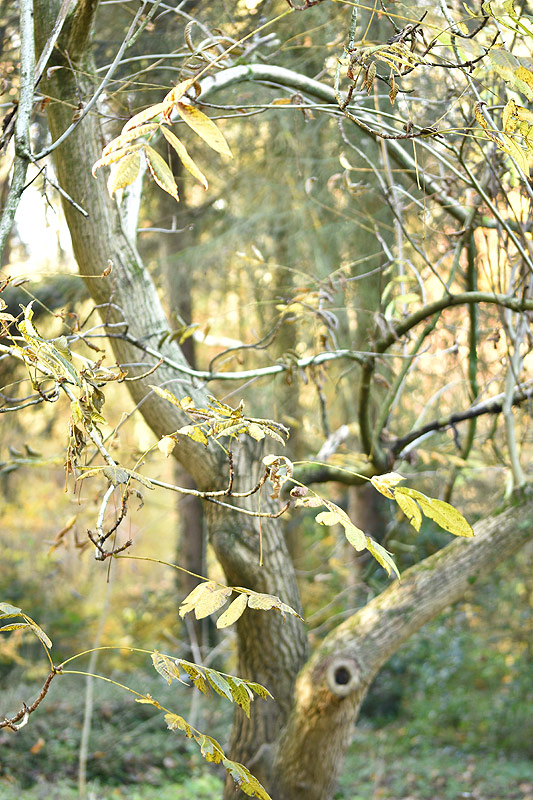 Nov24_01_JugAilanth