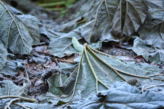 Nov24_03_Gunnera