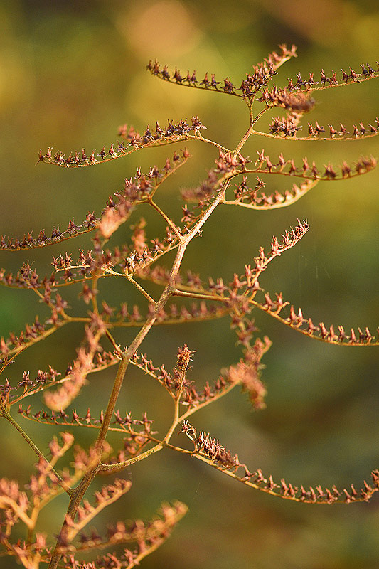 Nov24_04_Rodgersia