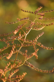 Nov24_04_Rodgersia