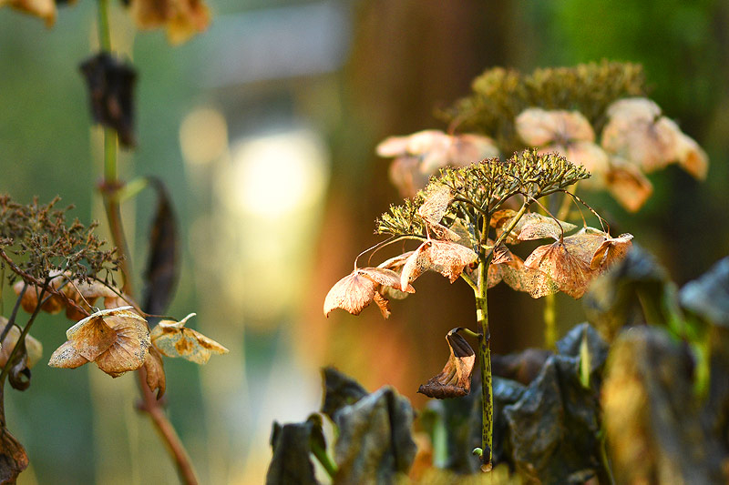 Nov24_05_Hydrangea