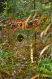Nov24_10_Herbstteich