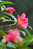 Nov24_12_Camellia