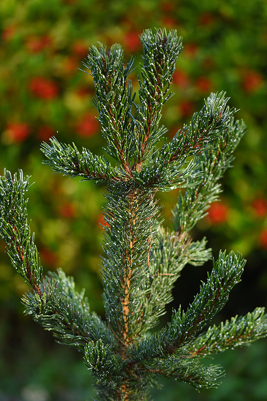 Nov24_15_PinAristata