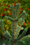 Nov24_15_PinAristata