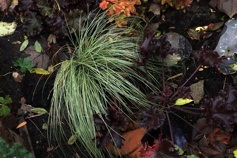 Carex albula Frosted Curls 01