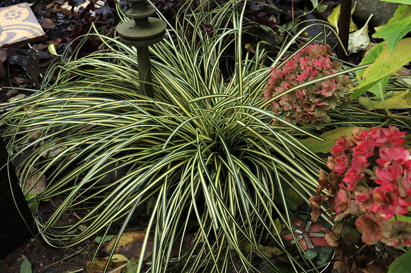 Carex Evergold 06