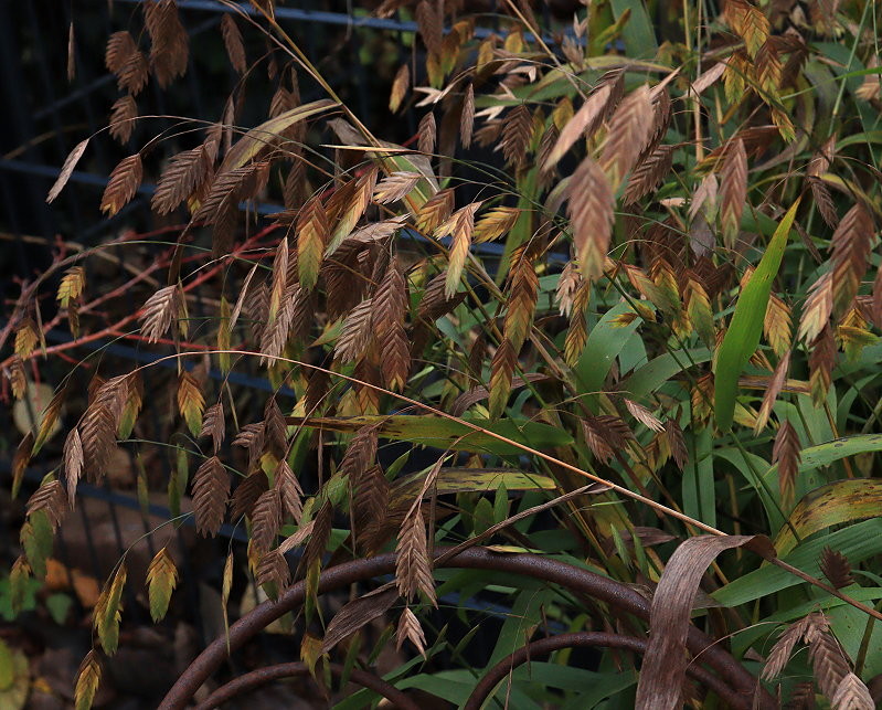 Chasmanthium latifolium Plattährengras 02