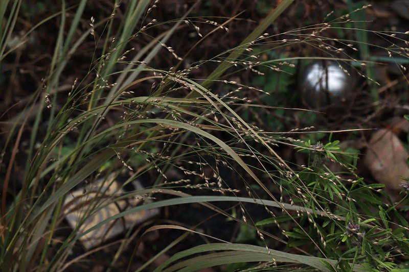 Panicum Northwind 02
