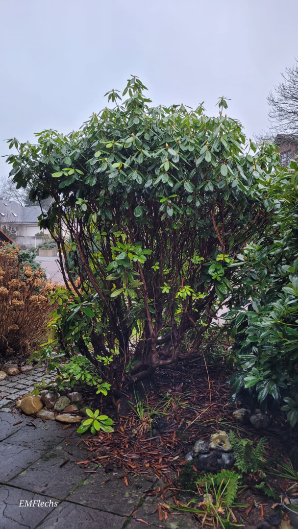 Rhodo Pfädchen