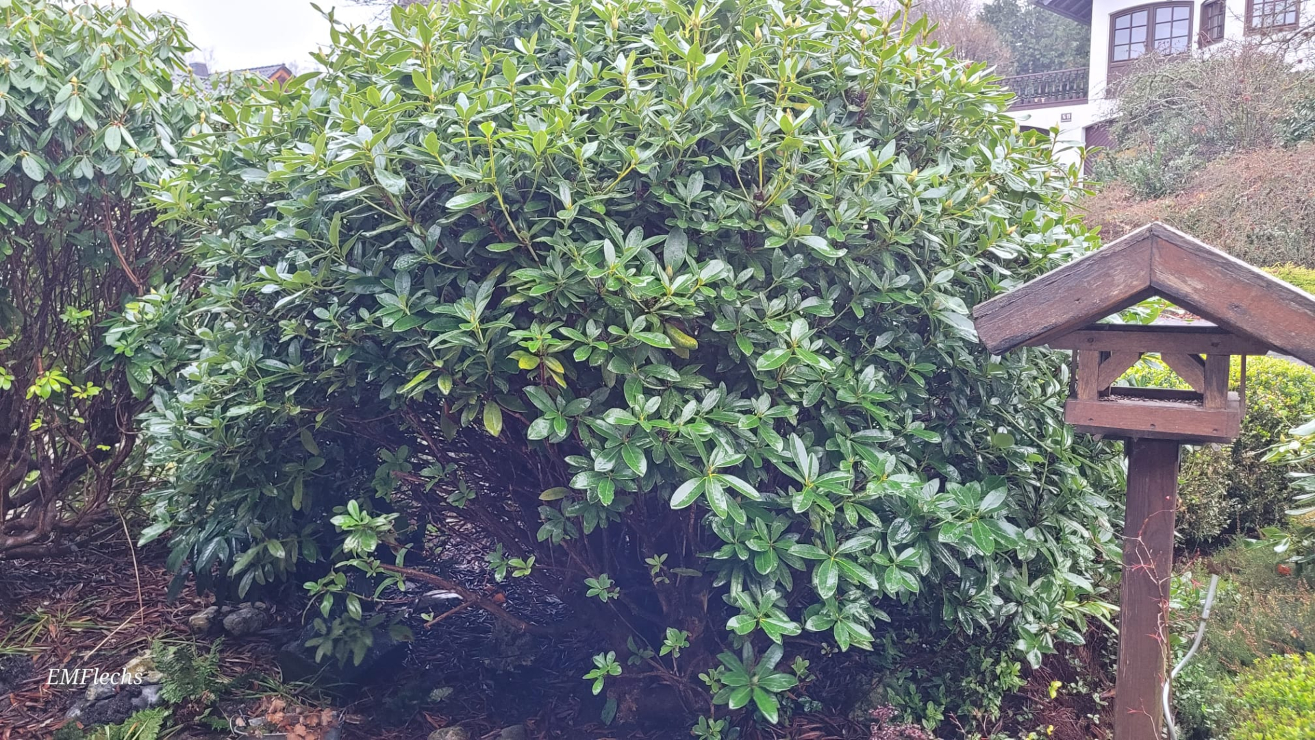 Rhodo Vorgarten Kugel