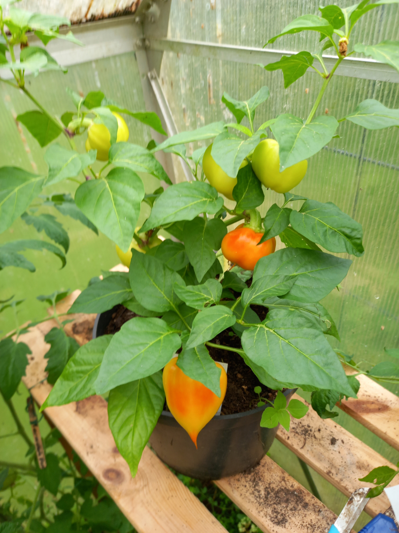 Mini Herz Paprika