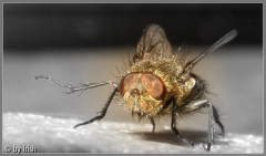 fliegeimwinter1.jpg