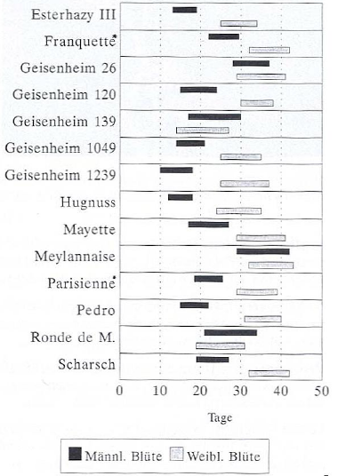Blütezeit Walnüsse