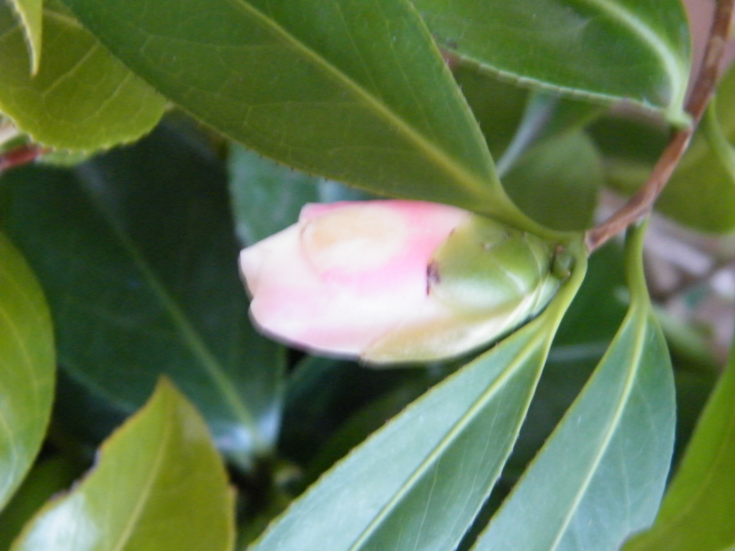 DSCF3496