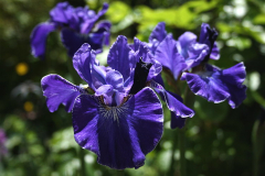 Iris sibirica Berlin Ruffles 02