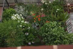 Vorgarten im Juli