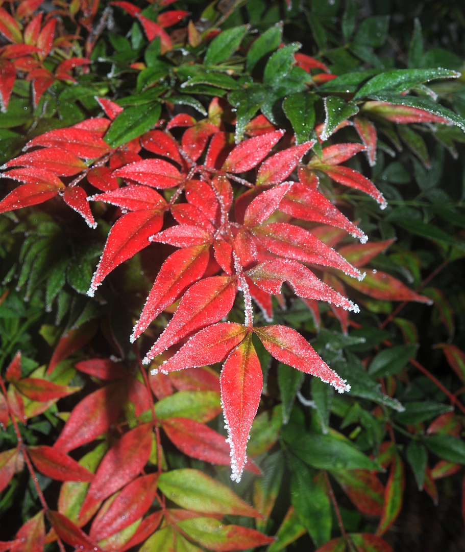 Nandina