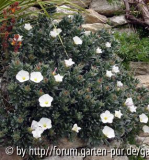 convolvulus cneorum.jpg