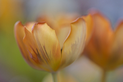 morbide-Tulpe-Jan2925_018