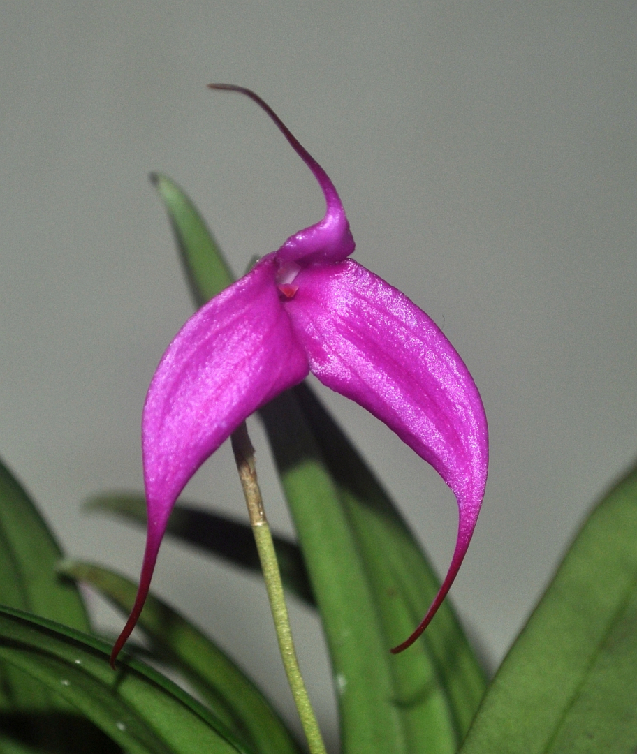 Masdevallia