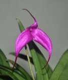 Masdevallia