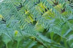 02_25_10_dicksonia_blatt