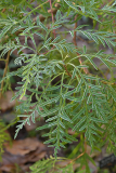 02_25_13_Lomatia_silai