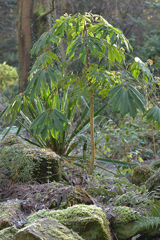 02_25_15_Schefflera_Frost