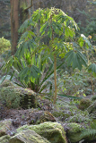 02_25_15_Schefflera_Frost
