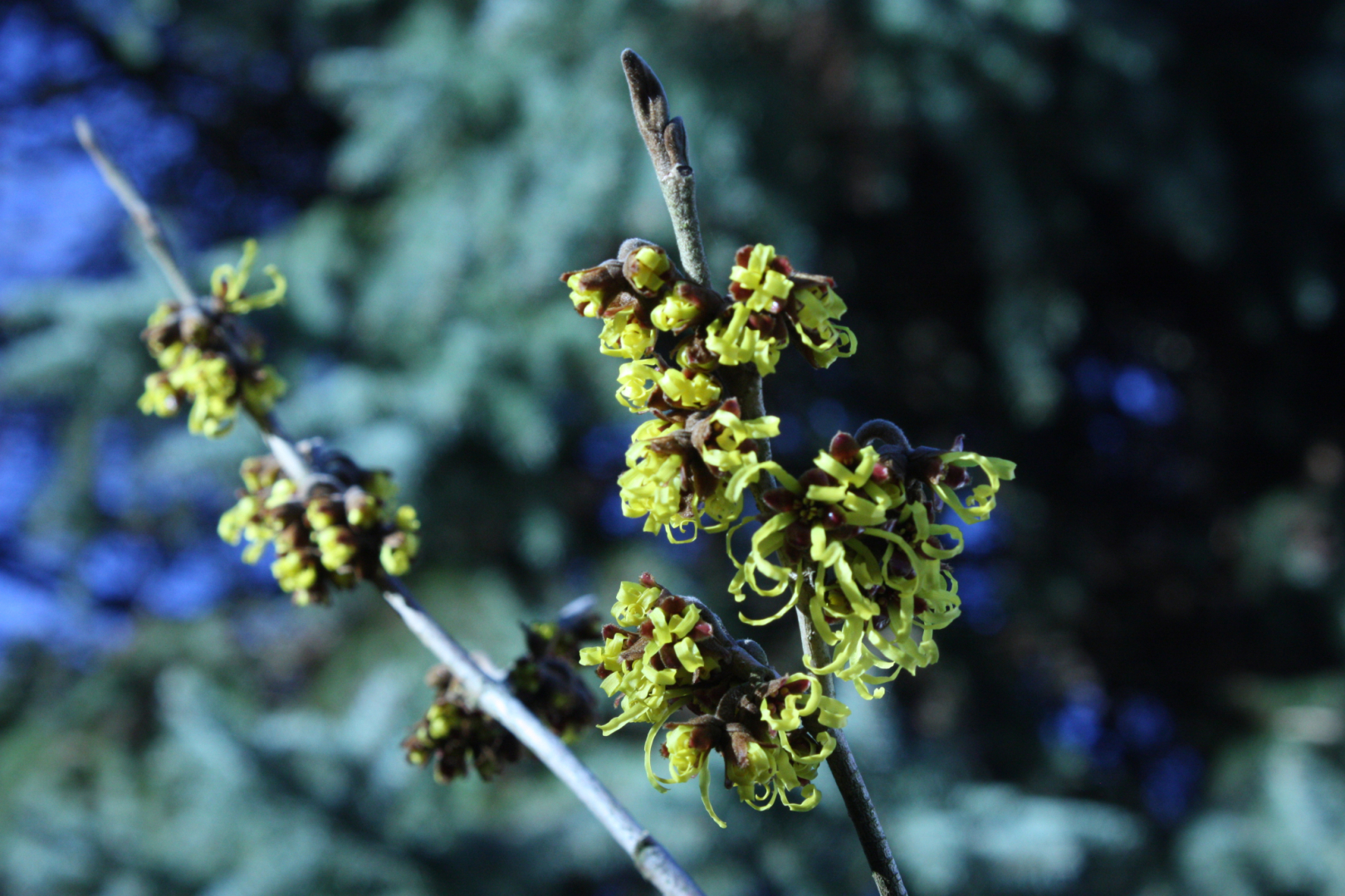 Hamamelis