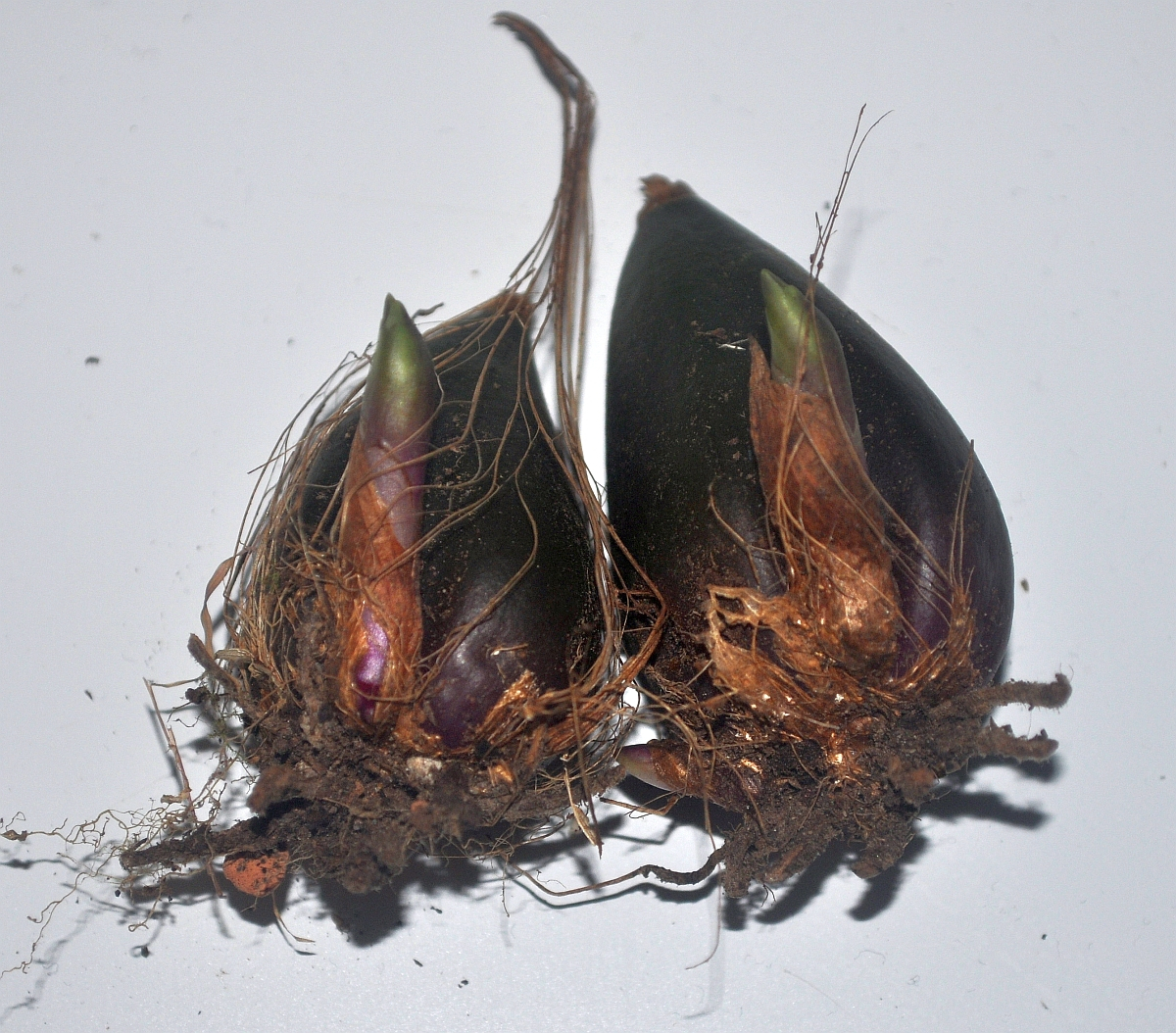 Pleione Überwinterung 2