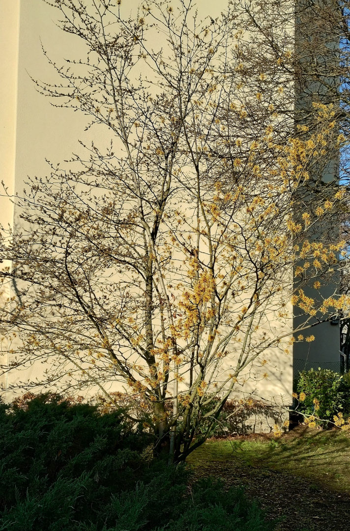 250203_Hamamelis unbek 100346471_HDR