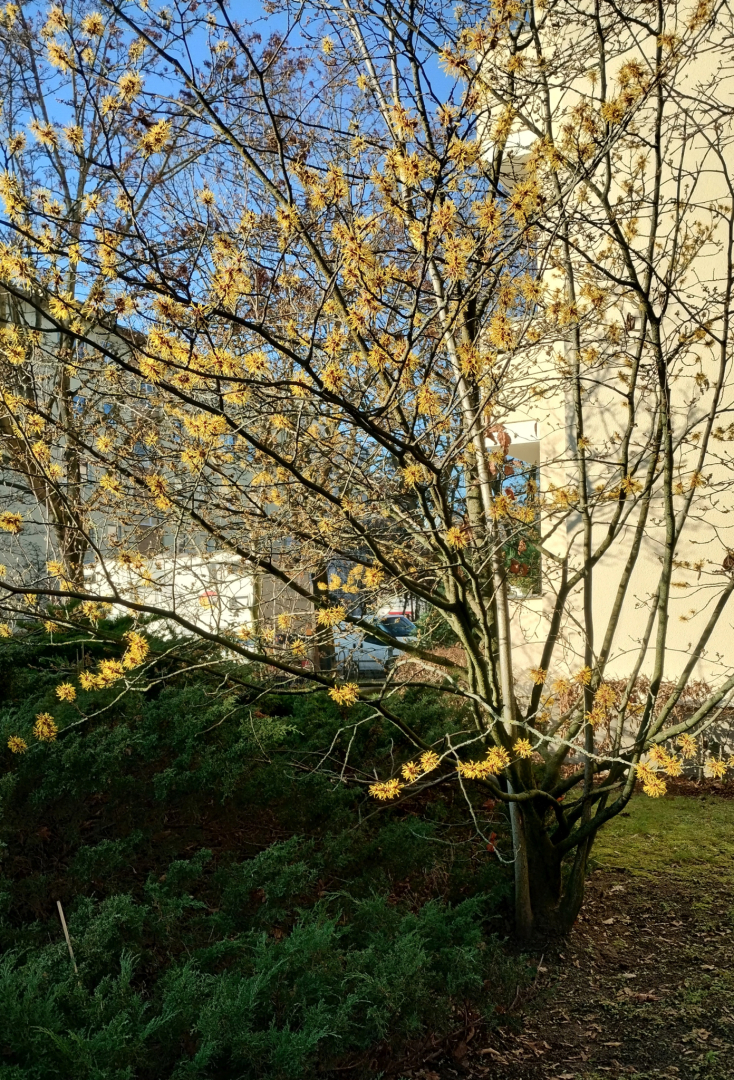 250203_Hamamelis Durchwuchs UL