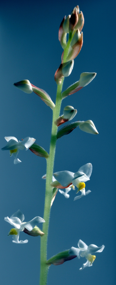 Ludisia 1