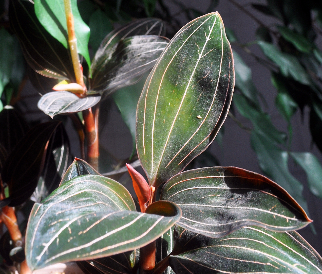Ludisia 2