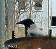 Nestbau 1