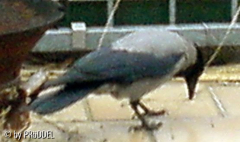 Nestbau 2