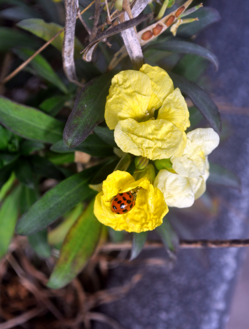 Erysimum