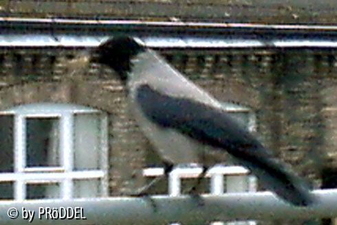 Nestbau 4