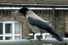 Nestbau 4