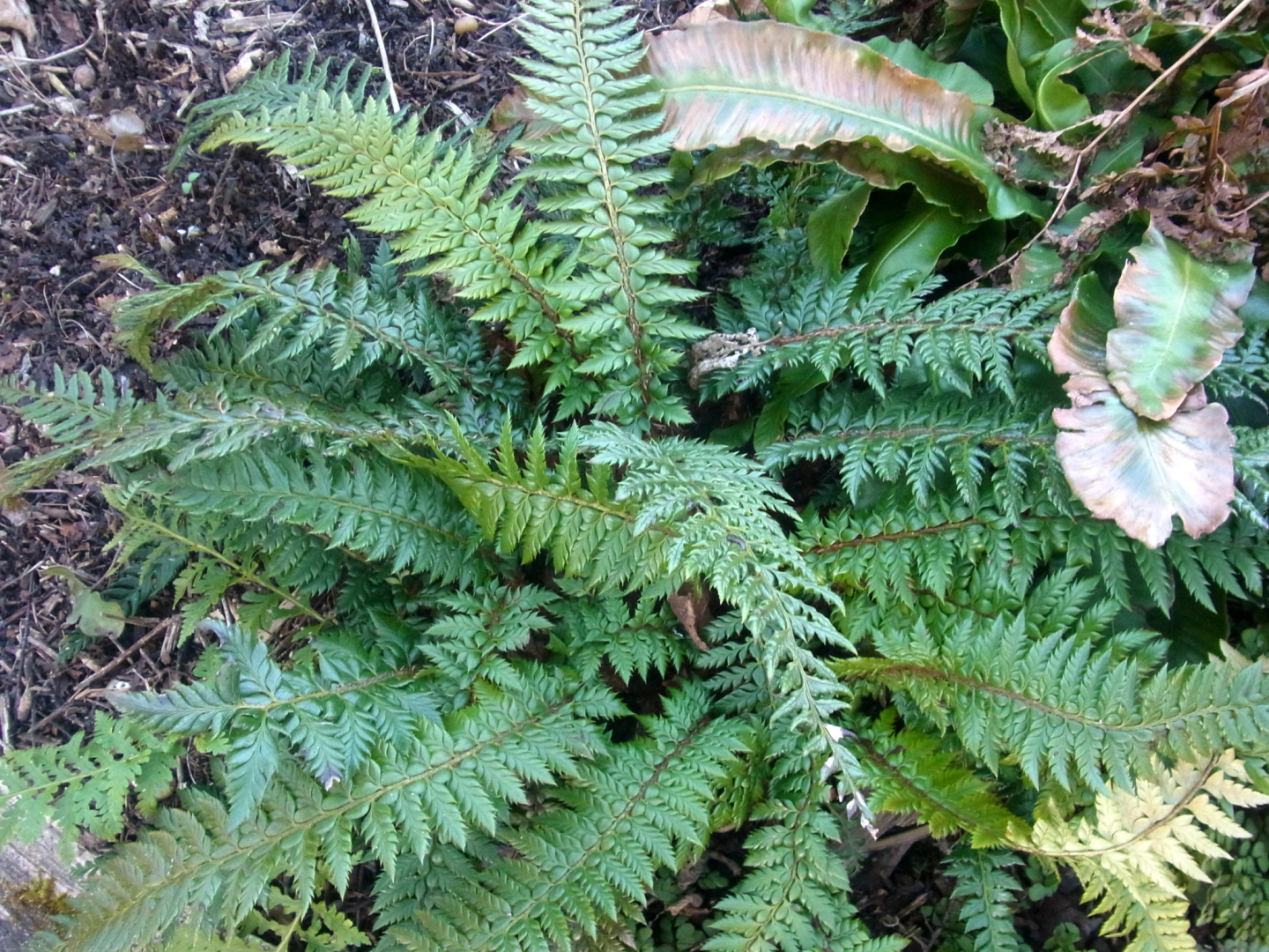 RIMG0068