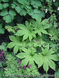 Mukdenia rossii im Sommer