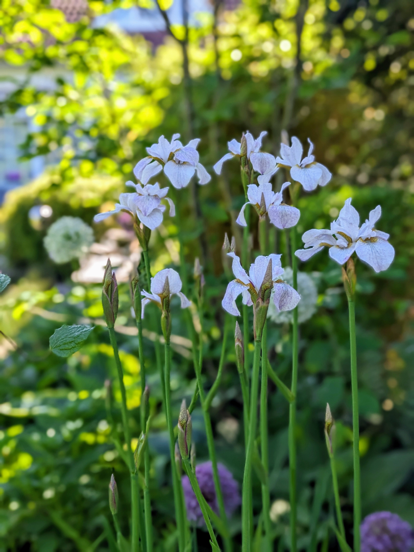 Iris sibirica Hohe Warte