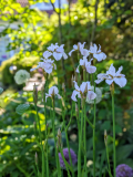 Iris sibirica Hohe Warte