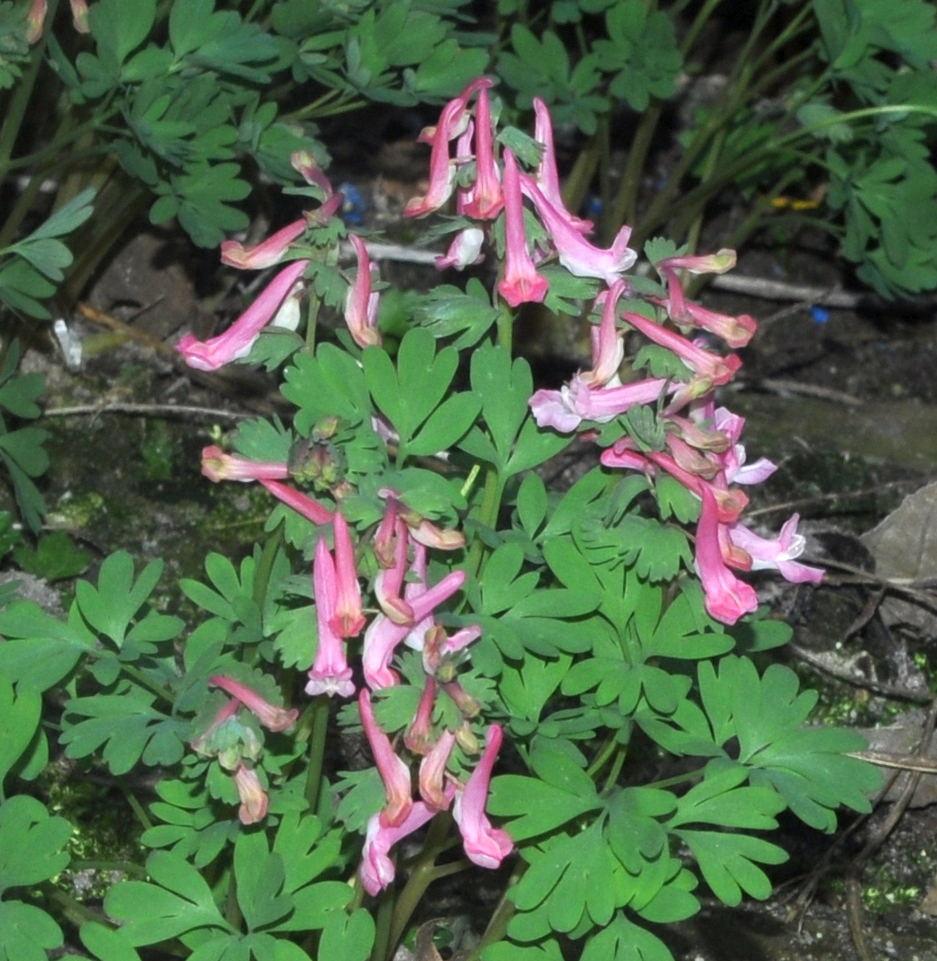 Corydalis Beth Evans 1